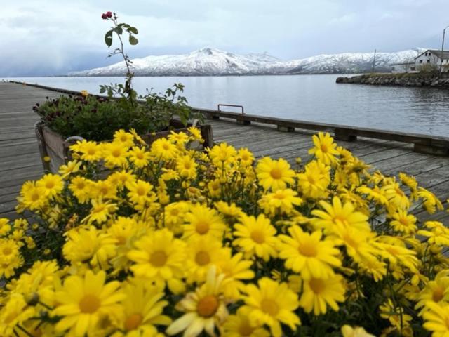 1. Etg I Dampskipsbrygga, Lodingen Havn エクステリア 写真